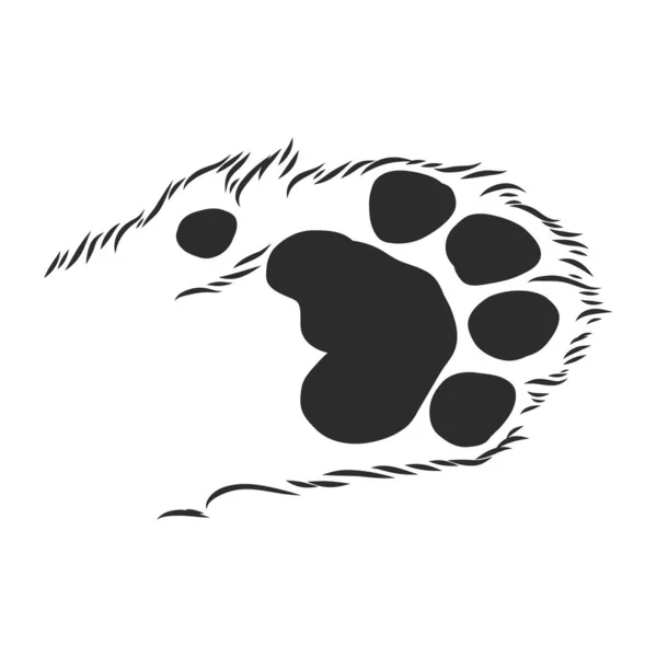 Cat Paw Met Pads Getrokken Schets Vector Graphics Zwart Wit — Stockvector