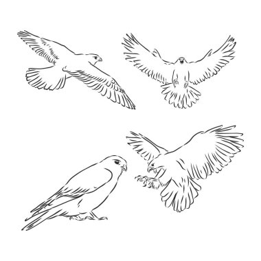 Kartal çizimi. El çizimi illüstrasyon vektöre çevrildi