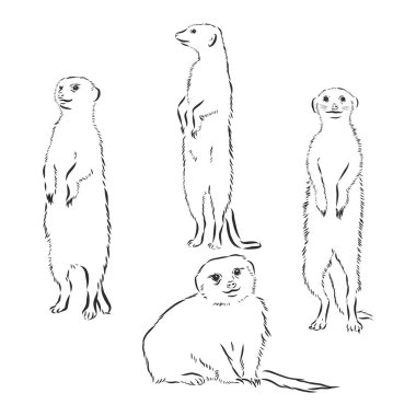 Bir mirketin el çizimi