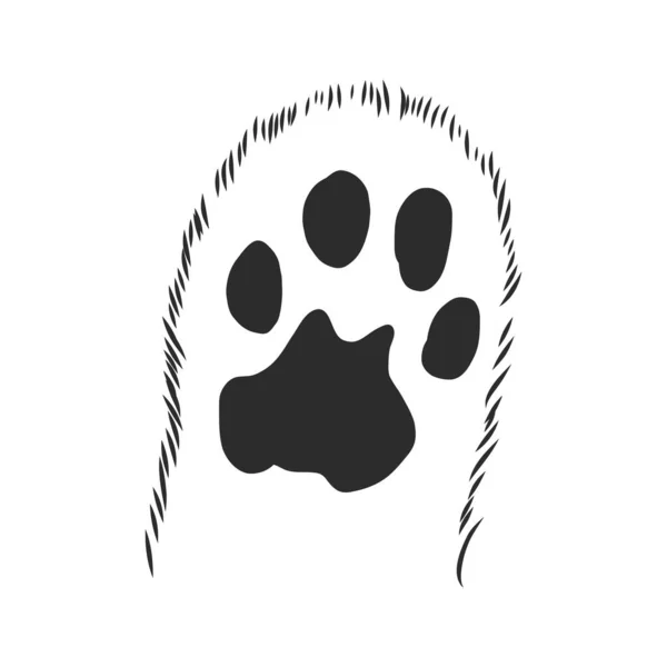Cat Paw Met Pads Getrokken Schets Vector Graphics Zwart Wit — Stockvector