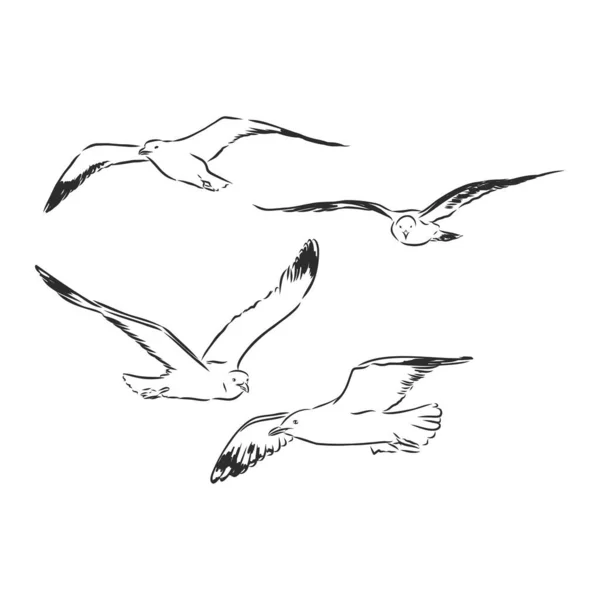 Seagulls Set Hand Drawn Vector Llustration Realistic Sketch — Stock Vector