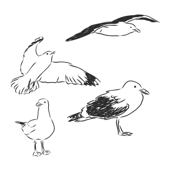 Mouettes Mis Main Dessin Vectoriel Llustration Croquis Réaliste — Image vectorielle