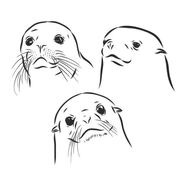 Sea Lion Seal Animal Vector Sketch Illustration — 스톡 벡터
