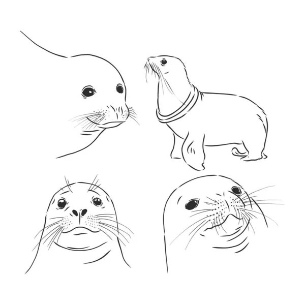 Animal Foca Leão Marinho Ilustração Esboço Vetorial —  Vetores de Stock