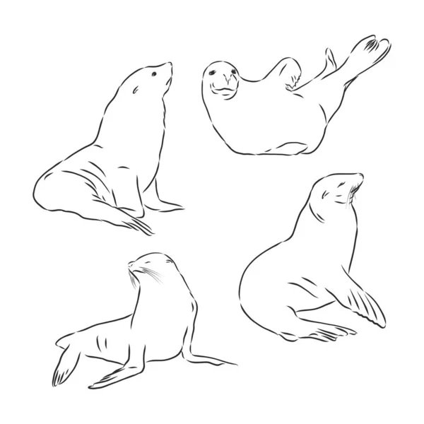 Sea Lion Zeehond Dier Vector Schets Illustratie — Stockvector