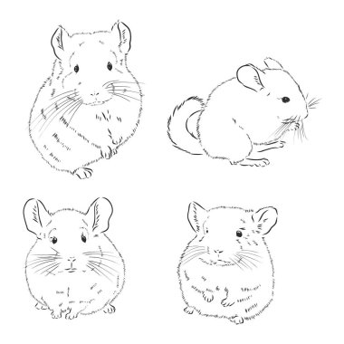 Chinchilla köpeği çizim stili vektör çizimi. Eski el çizimi taklidi.