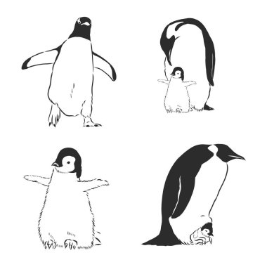 Penguen ikonu penguen vektör çizimi çizimi