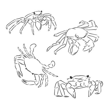 Vector vintage yengeç çizimi. El çizimi tek renkli deniz ürünleri illüstrasyonu. Menü, poster veya etiket için harika.