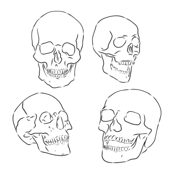 Collection Hand Drawn Skulls Monochrome Vector Skulls Illustrations — Stock Vector