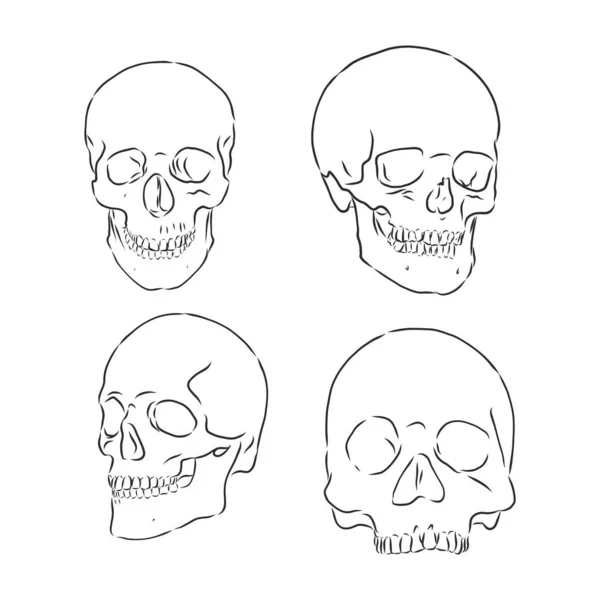 Collection Hand Drawn Skulls Monochrome Vector Skulls Illustrations — Stock Vector