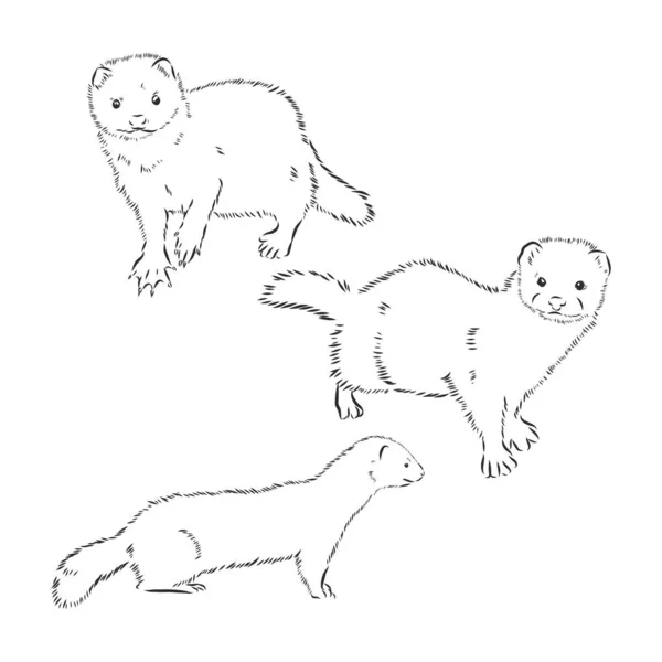 Weasel Outline Illustration Mink เวกเตอร ภาพสเก — ภาพเวกเตอร์สต็อก