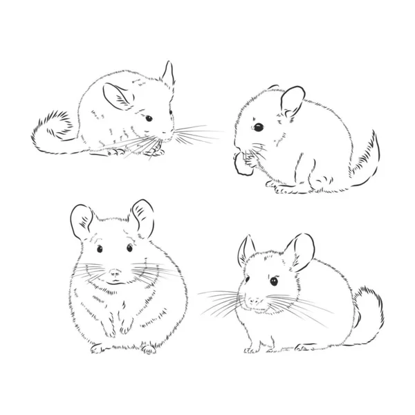 Chinchilla Cão Esboço Estilo Vetor Ilustração Mão Velha Desenhado Imitação — Vetor de Stock