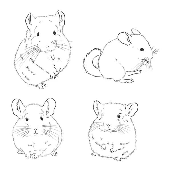 Chinchilla Cão Esboço Estilo Vetor Ilustração Mão Velha Desenhado Imitação —  Vetores de Stock