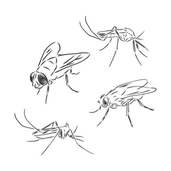 Vectorverzameling Van Diverse Gepositioneerde Krabbelvliegen Muggen — Stockvector