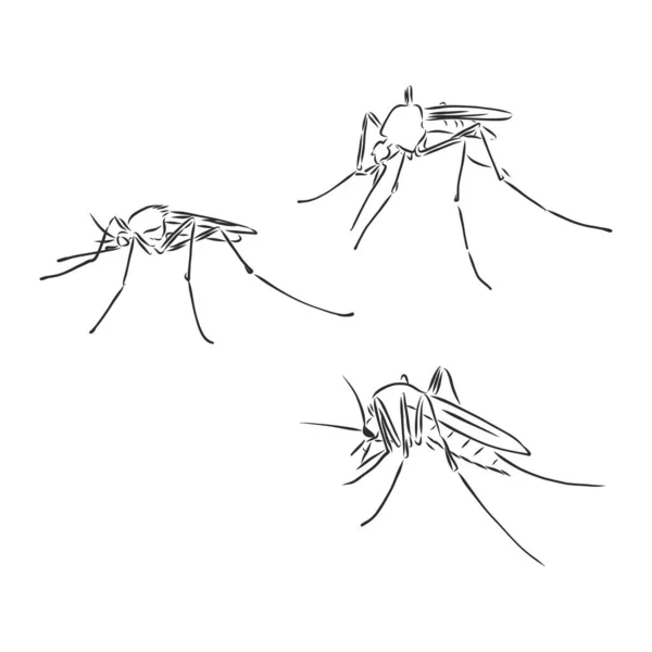 様々な配置されたドードルフライと蚊のベクトルコレクション — ストックベクタ
