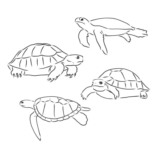 Schildkröte Linie Kunst Malbuch Illustration Schildkröte Tier Vektor Skizze Illustration — Stockvektor
