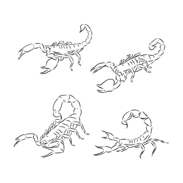 Graphical Scorpions Isolated White Background Vector Illustration Tattoo Printing — Stock Vector