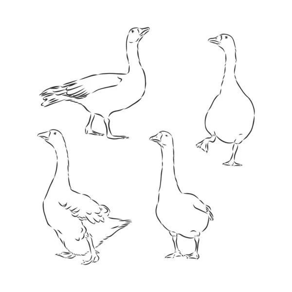 Vector Illustration Engraving Goose White Background — Stock Vector