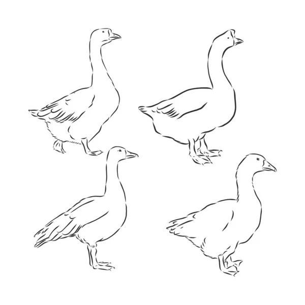 Vector Illustration Engraving Goose White Background — Stock Vector