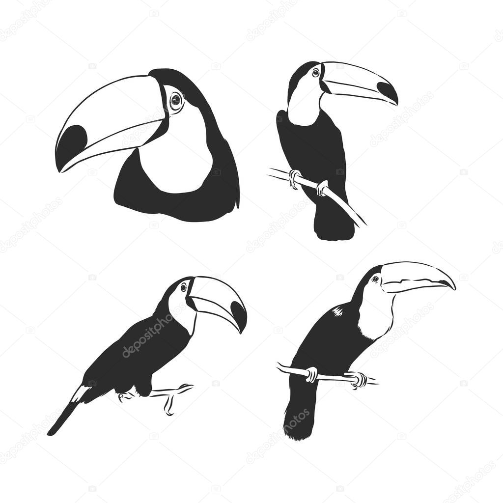 toucan hand drawn vector llustration realistic sketch