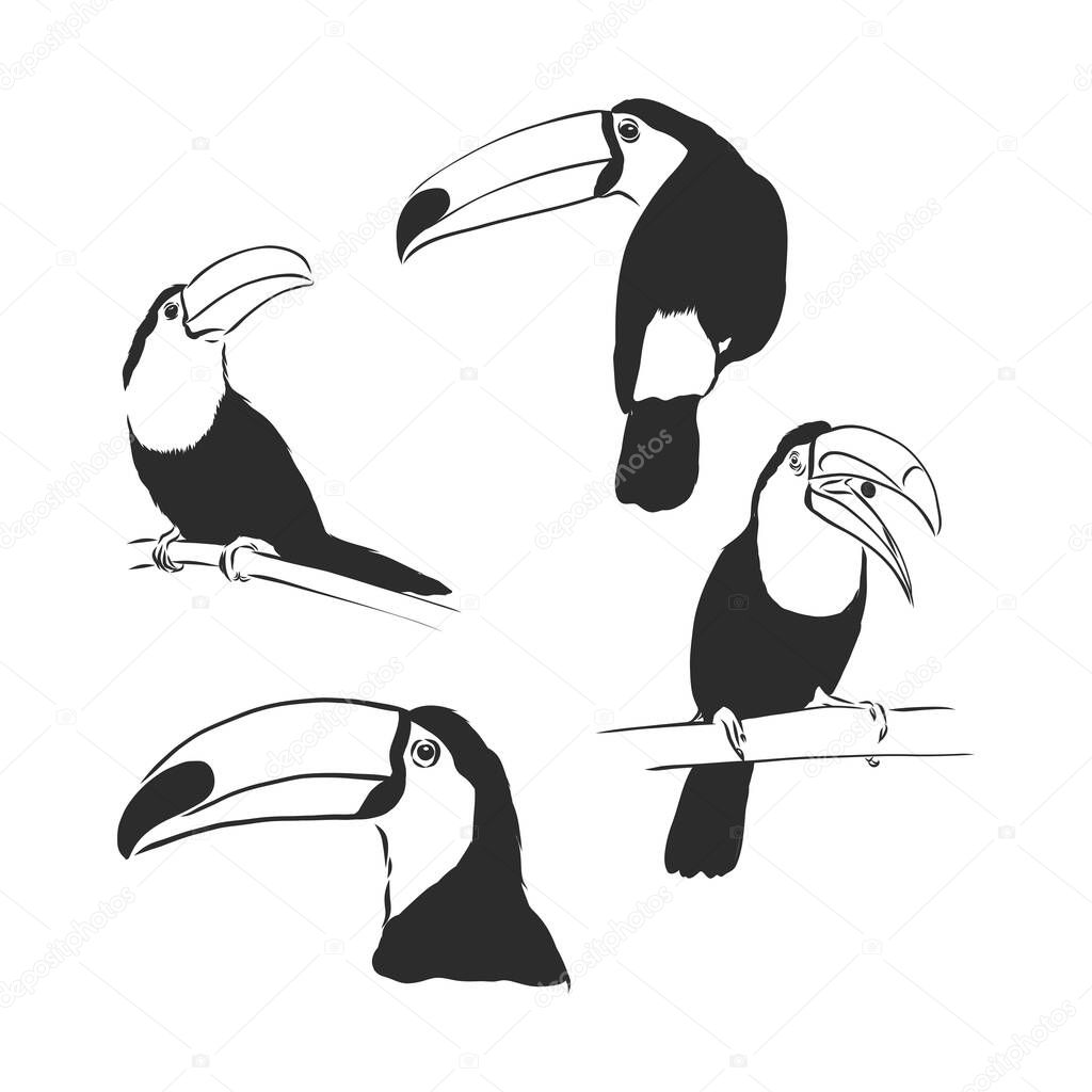 toucan hand drawn vector llustration realistic sketch