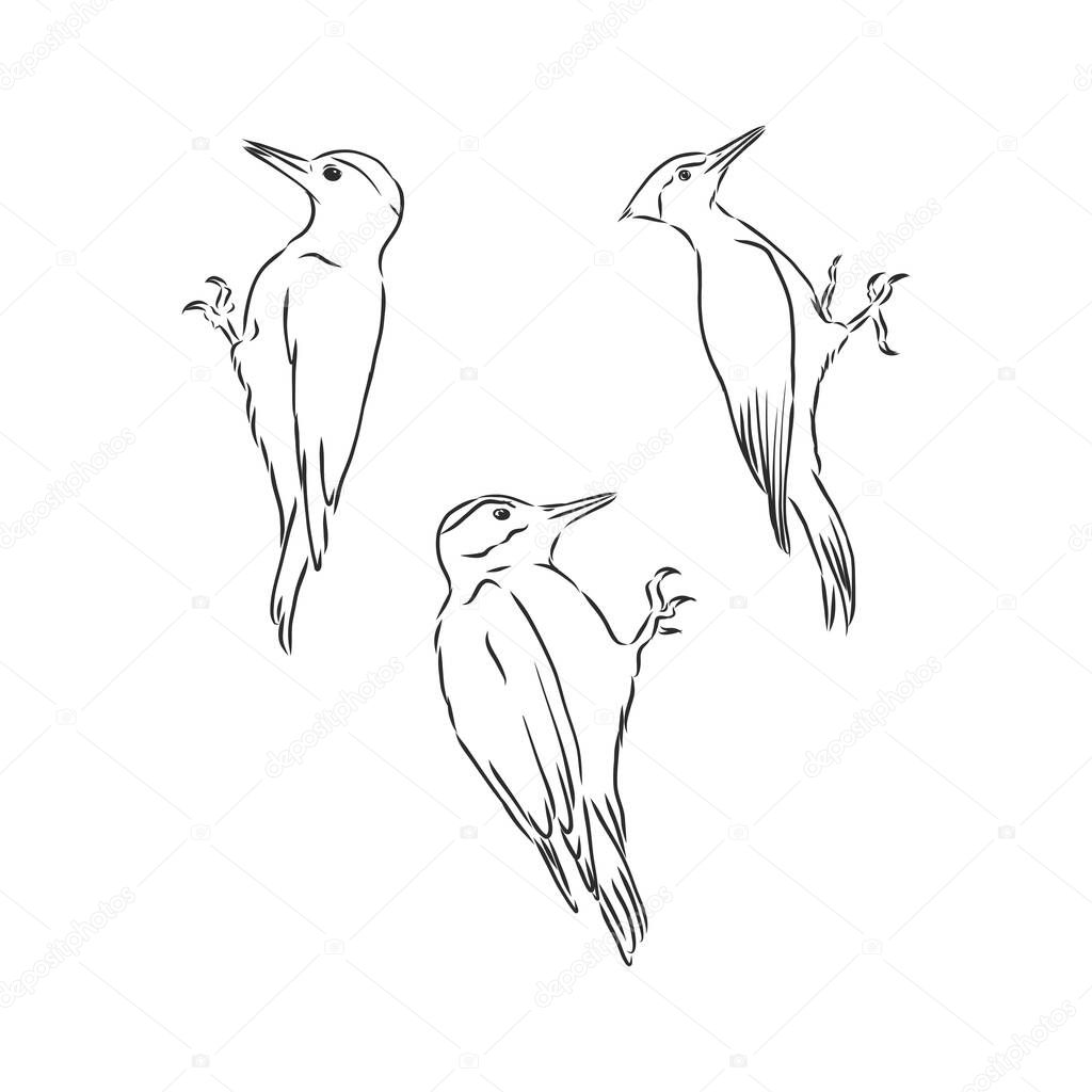 Woodpecker on old tree branch in vintage engraving style. Hand drawn vector retro illustration. Template for cover, poster, banner, greeting card.