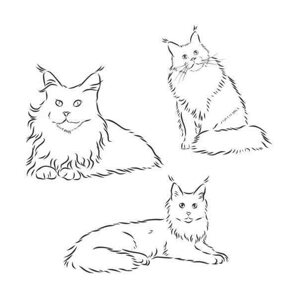 Conjunto Gatos Ilustración Vectorial Dibujado Mano Lindos Gatos Esponjosos — Vector de stock