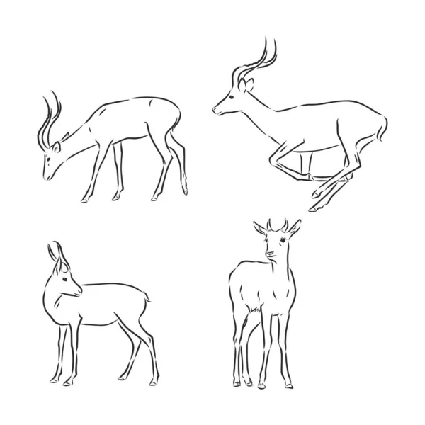 Antilope Schizzo Grafica Vettoriale Disegno Bianco Nero — Vettoriale Stock