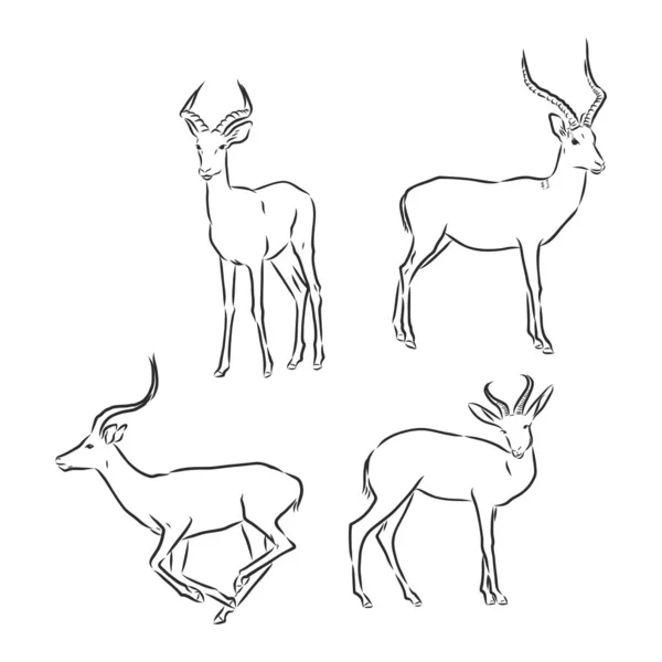 Antilope Schizzo Grafica Vettoriale Disegno Bianco Nero — Vettoriale Stock