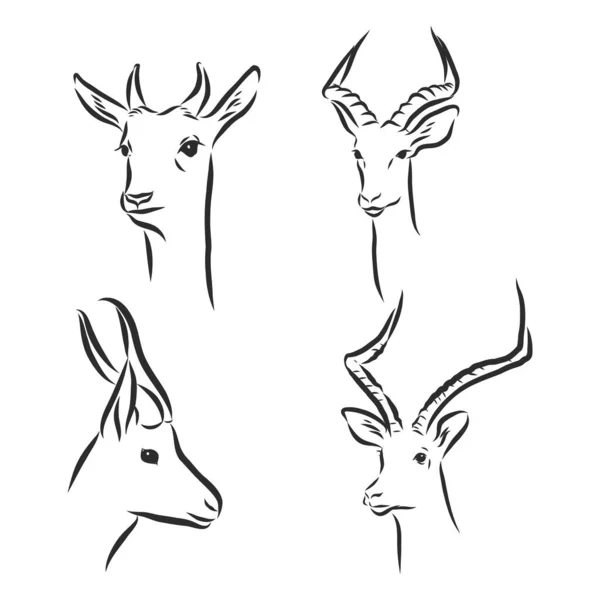 Antelope Sketch Vector Graphics Black White Drawing — Stock Vector