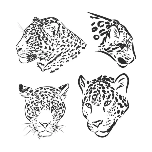 Bosquejo Vectorial Blanco Negro Paseos Jaguar — Vector de stock