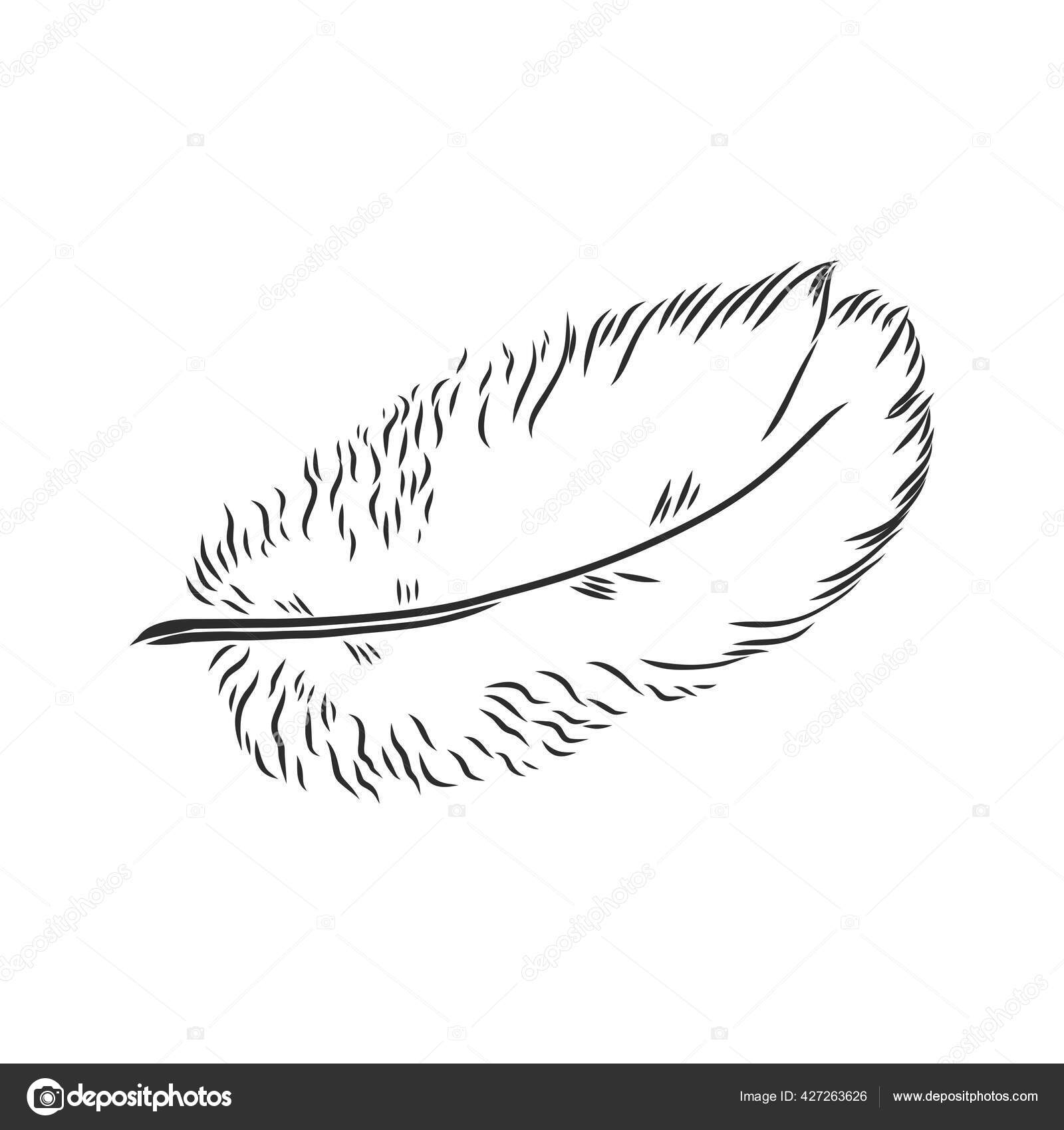 Bird Feathers Hand Drawn Illustration Converted Vector Outline Transparent Background Vector Image By C Elalalala Yandex Ru Vector Stock