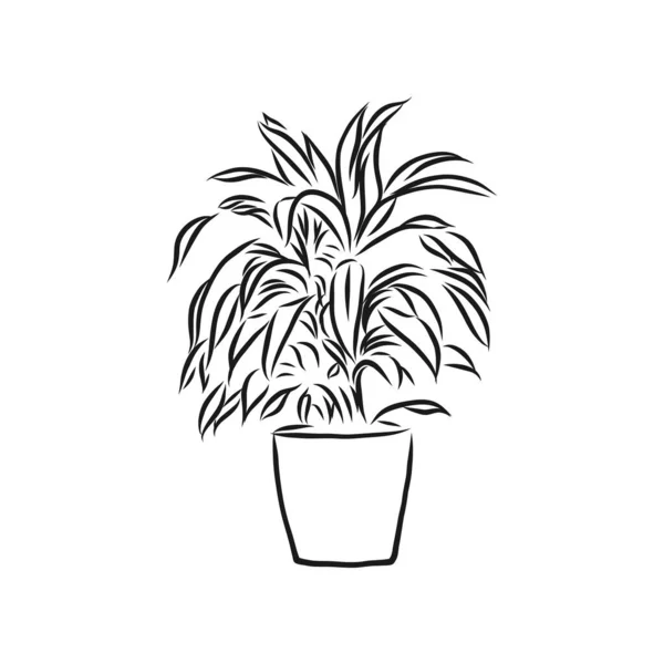 Planta Arte Maceta Dibujo Contorno Del Conjunto Vectores Bocetos Plantas — Vector de stock