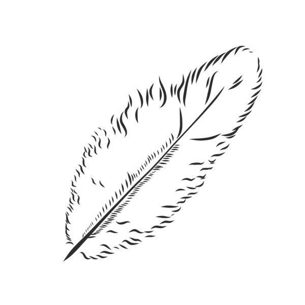 Plumas Pájaro Ilustración Dibujada Mano Convertida Vector Esquema Con Fondo — Vector de stock