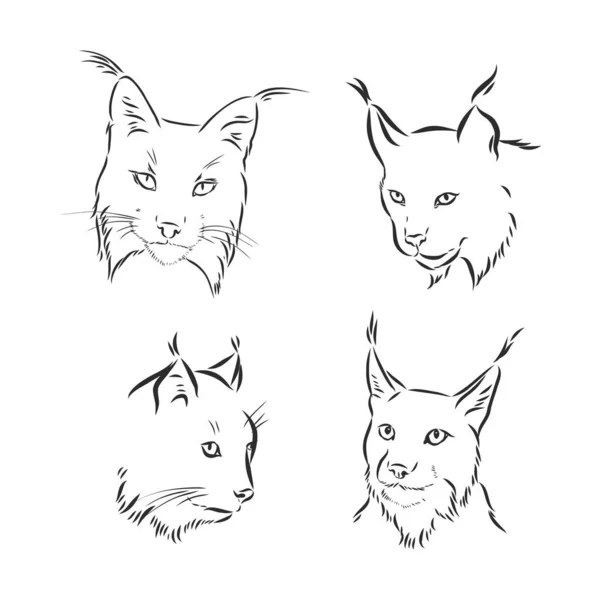 Lynx Head Black White Sketch Vector — Stock Vector