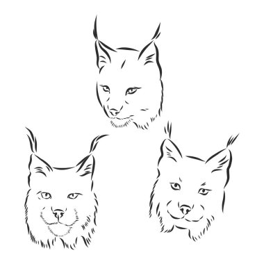 Vaşak başı siyah beyaz çizim vektörü