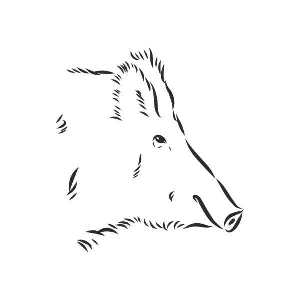 Skizzieren Sie Grunge Wildschweine Profil Archivvektorillustration — Stockvektor