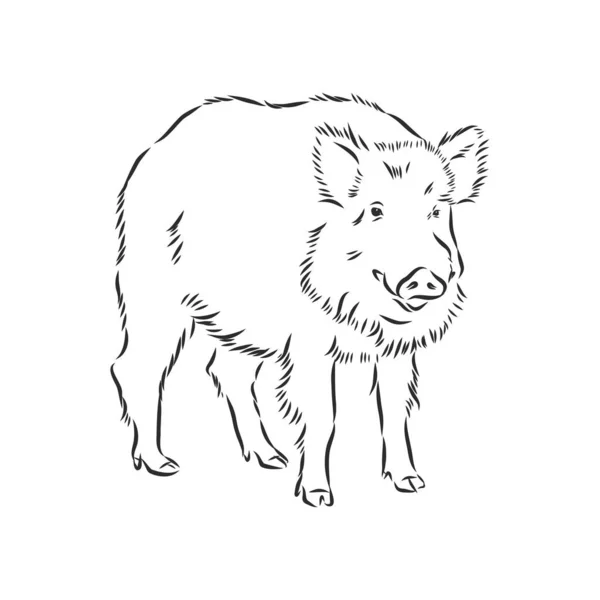 Sketch Grunge Wild Boar Profile Stock Vector Illustration — Stock Vector