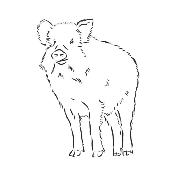 Skizzieren Sie Grunge Wildschweine Profil Archivvektorillustration — Stockvektor