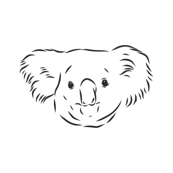 Dibujo Mano Koala Ilustración Vectorial — Archivo Imágenes Vectoriales