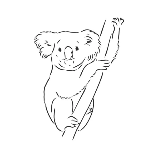 Desenho Mão Koala Ilustração Vetorial —  Vetores de Stock