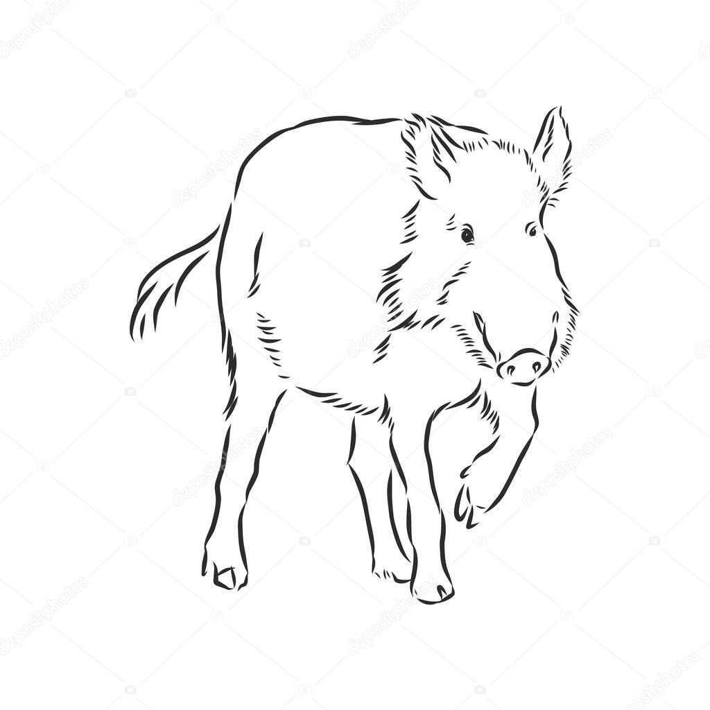 Sketch grunge wild boar in the profile.Stock vector illustration.