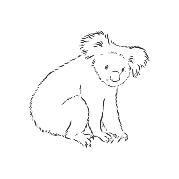 Dibujo Mano Koala Ilustración Vectorial — Archivo Imágenes Vectoriales