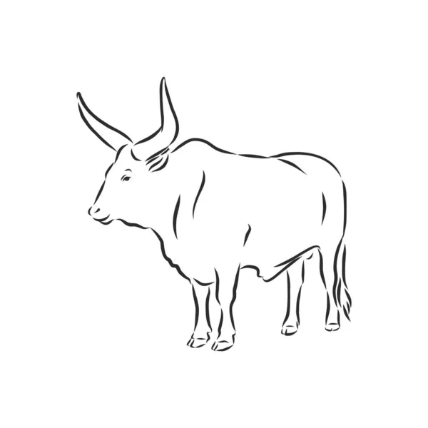 Zwart Wit Lineaire Verf Teken Stier Vector Illustratie — Stockvector