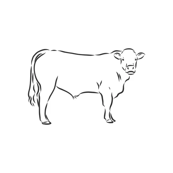 Black White Linear Paint Draw Bull Vector Illustration — Stock Vector