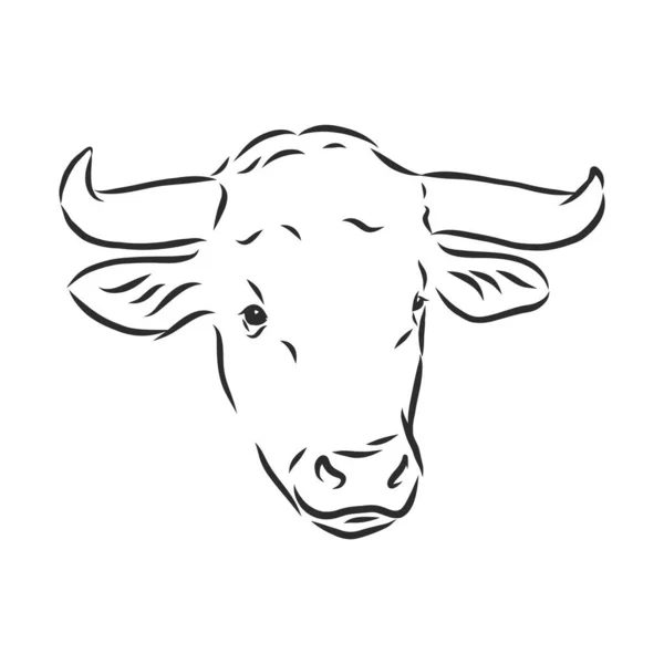 Zwart Wit Lineaire Verf Teken Stier Vector Illustratie — Stockvector