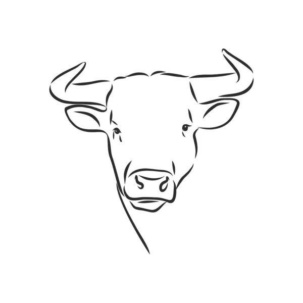 Zwart Wit Lineaire Verf Teken Stier Vector Illustratie — Stockvector