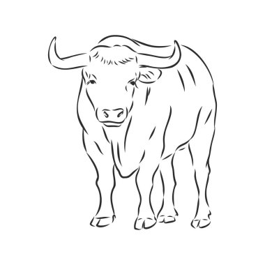 siyah ve beyaz doğrusal boya boğa vektör çizimi