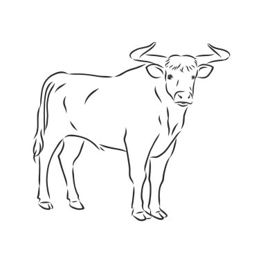 siyah ve beyaz doğrusal boya boğa vektör çizimi