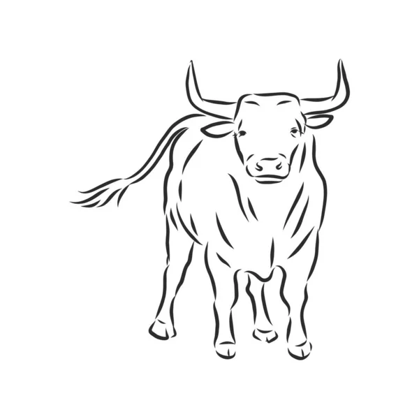 Preto Branco Pintura Linear Desenhar Bull Vetor Ilustração —  Vetores de Stock